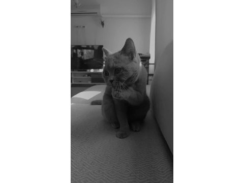 Peri kızım british shorthair