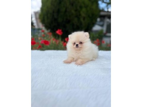 Sevimli pomeranian köpekler