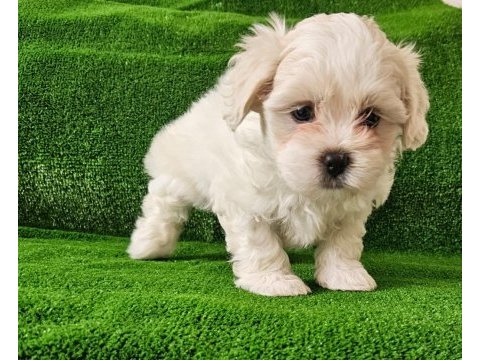Teacup maltese terrier yavrular