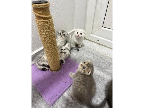 Scottish fold ve british