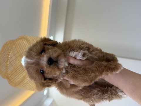 Party color maltipoo