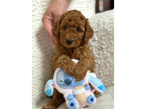Ruhsatlı köpek çiftliğinden toy poodle yavrular