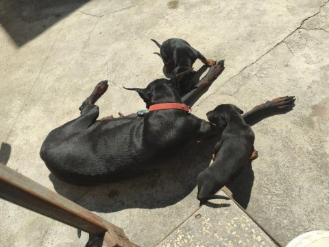 Yüksek zeka ve koruma, doberman yavruları burada!