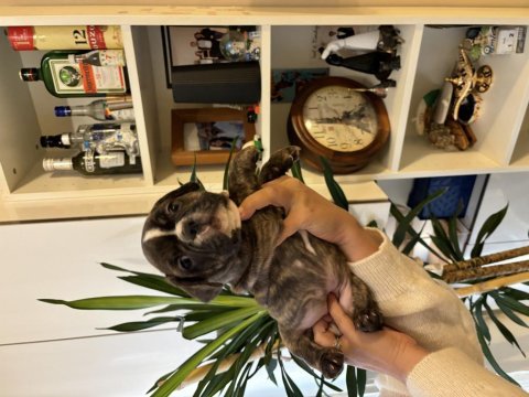 Akıllı french bulldog yavrular