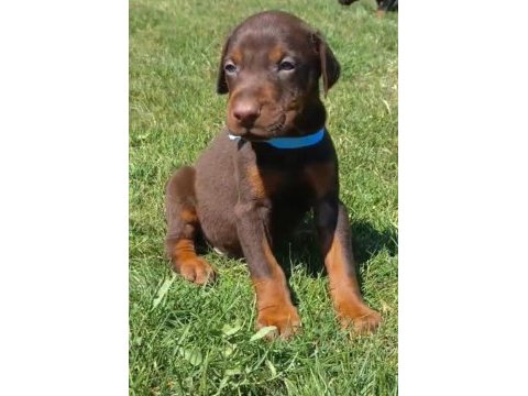 A şecereli dev erkek doberman
