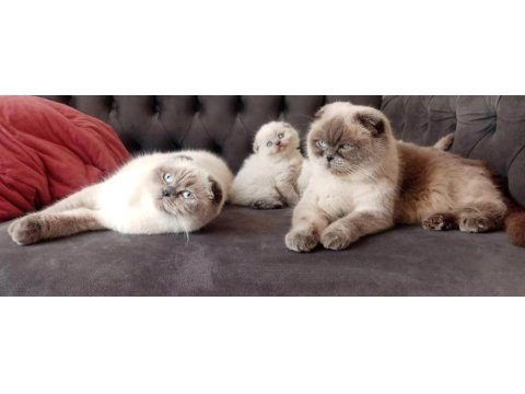 Yetişkin scottish fold kızlarımız yeni yuvasını arıyor
