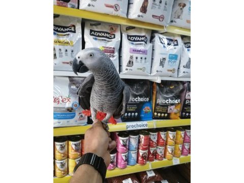 2 yaşında ele alışkın jako papağanı
