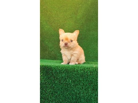 Erkek platinium şivava longhair bebek