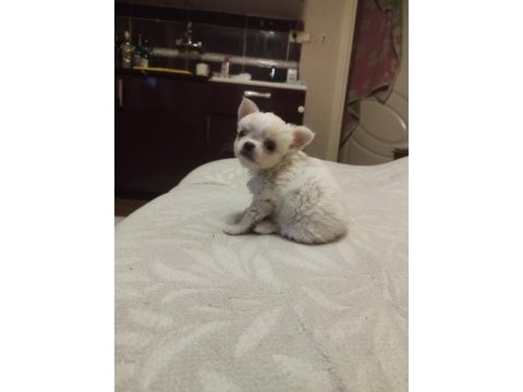 İlk gelen alır orjinal tüylü chihuahua