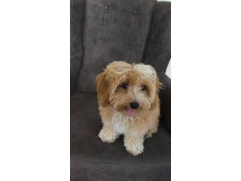 Maltipoo bebekler