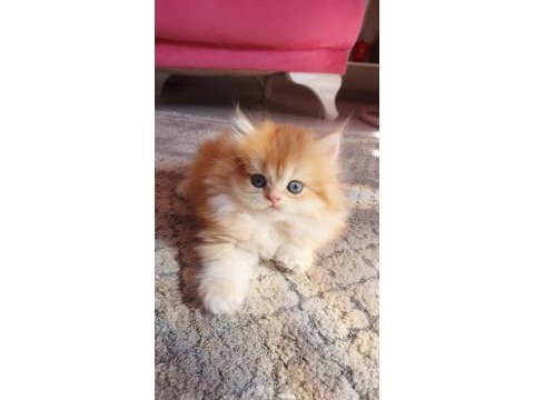 Secereli british longhair yavrularımız