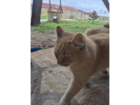 Sarman kedisini sahiplendirme