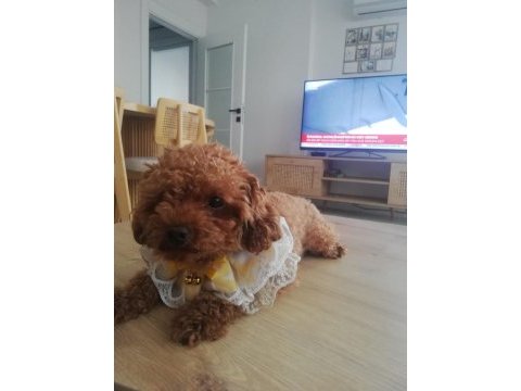 Toy poodle köpeğimiz