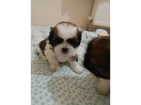Shih tzu yavrular