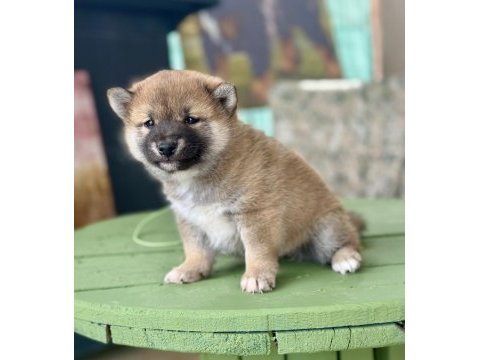 Shiba inu yavrular tr üretimi