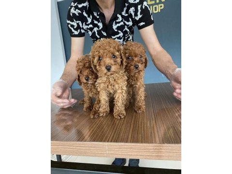 Gerçek maltipoo yavrular ankara mağazamızda görün