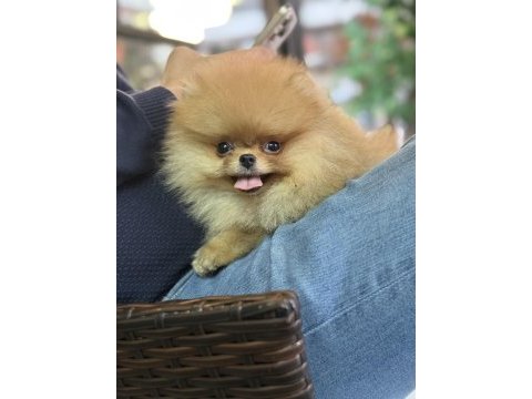 Güler yüzlü pomeranian kızımız tam bir ayıcık