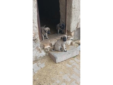 Kangal sivastan alınır kalite ayı boğanlar