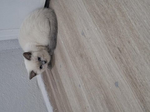 Bebeklerim teslime hazır