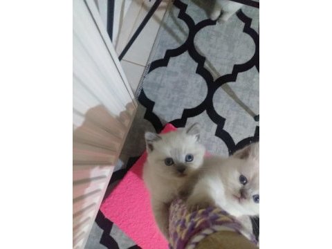 Scottish fold ve scottish straight erkek ile dişi