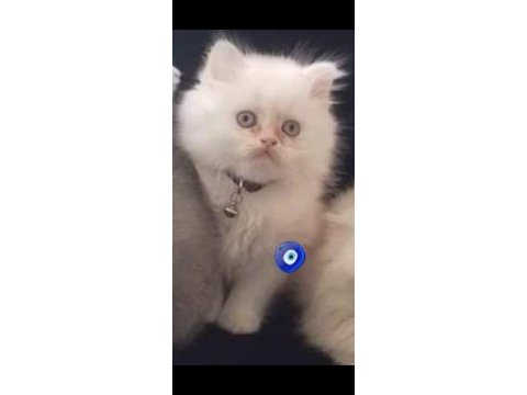 Üç aylık erkek scottish fold bebeğimiz