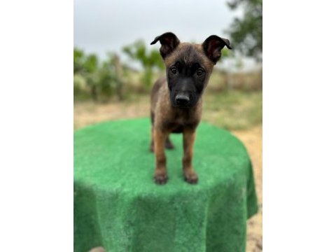 Manisa malinois 45