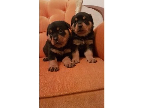 Irk garantili rottweiler yavrular