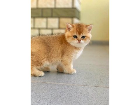 British shorthair golden erkek yavrular