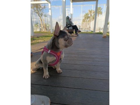 French bulldog lilac tan anne aqua blue baba isabella