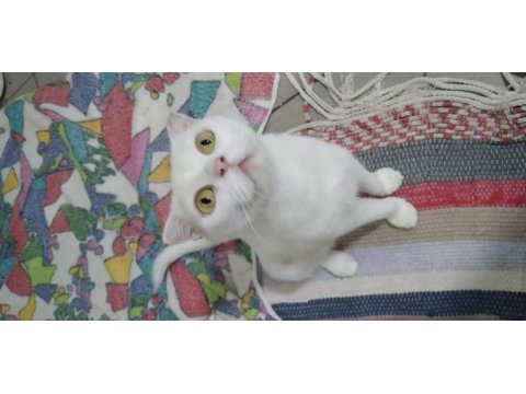 3-4 ay arası 3 tane erkek scottish fold
