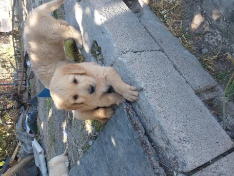Golden bebekler