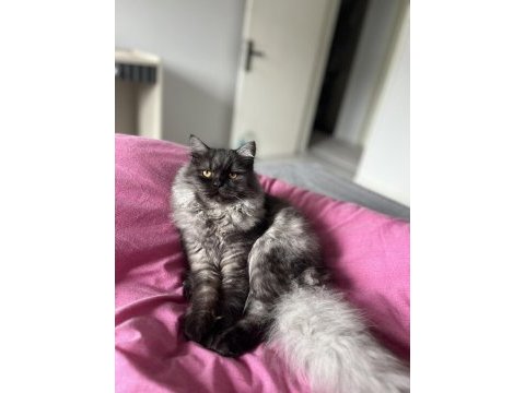 British longhair erkek kedimiz