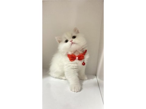 British longhair kar beyaz ve tabby yavrular