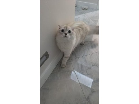 Scottish fold 8 aylık dişi eğitimli
