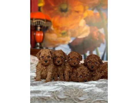 Toy poodle bebeklerimiz