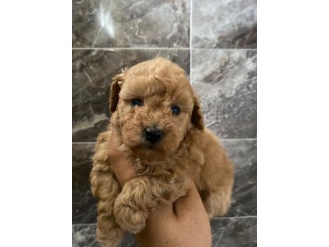 Poodle sevgililer gününe özel kampanya