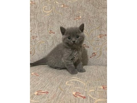 British shorthair kedimiz
