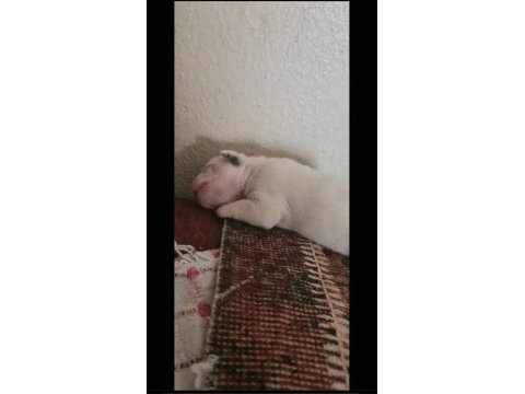 Maviş gözlü french bulldog bebekler