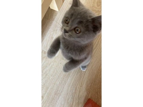 Saf 2.5 aylık british shorthair