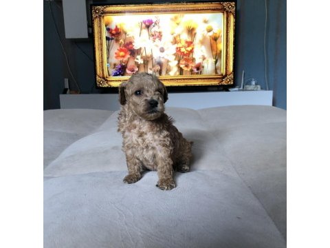Kg garantili 0 numara poodle ayarında maltipoo