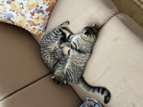 Kedime acil yuva arıyorum