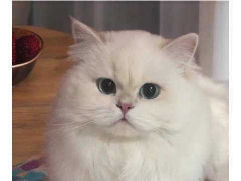 Show kalite safkan british longhair yavrular