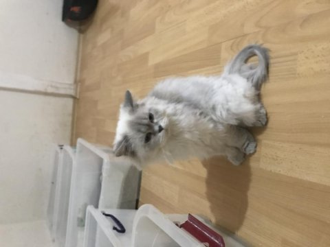 Ücretsiz sahiplendirme kediler
