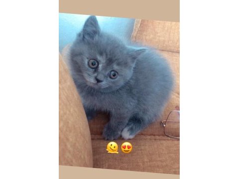 2 aylık dişi british kedimiz