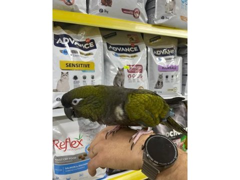 Evcil patagonya konur papağanı