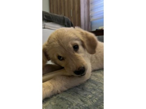 Golden retriever luna kızımızı sahiplendiriyoruz