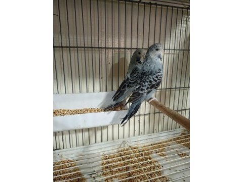 Teksas jumbo damızlık muhabbet kuşları