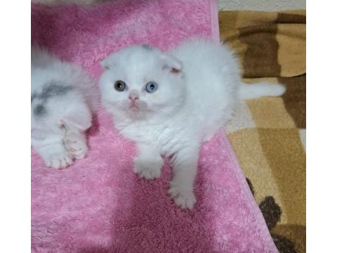 Küçük scottish fold minnoşum