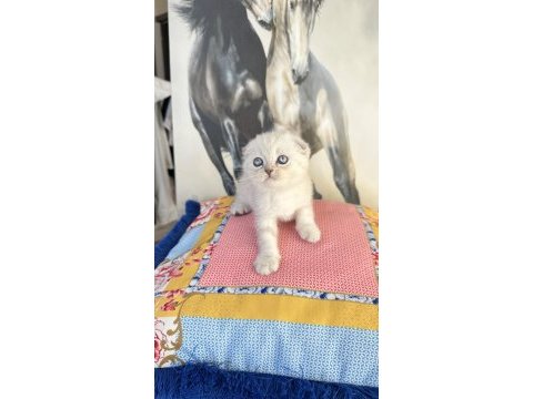 Safkan british shorthair ve scottish fold bebekler