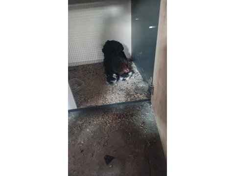 Bakımlı ve 8 yavrulu cüce koşin